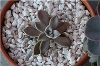 9bbfe27d-IMG_6286 Graptopetalum Paraquayense.jpg